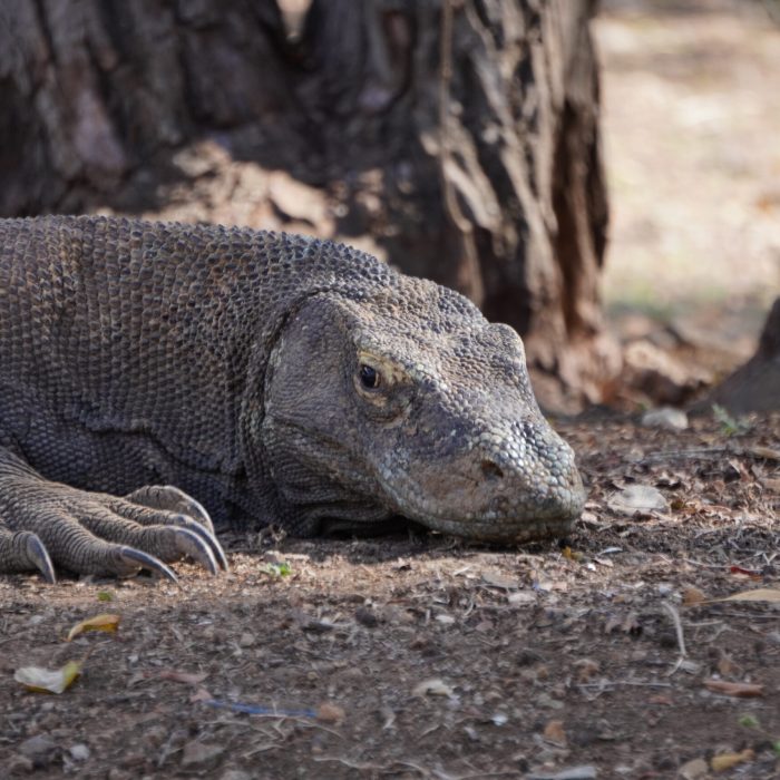 Le Dragon de Komodo