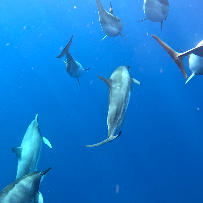 dauphins tempête sous l'eau